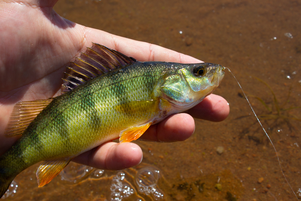 Yellow perch