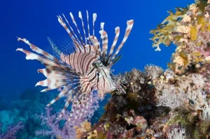 Read more about the article  5 Most Venomous & Poisonous fish in the world