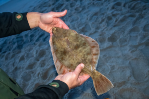 Read more about the article What is flatfish? Their types.