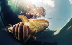 Read more about the article How do fish get into lakes and ponds?