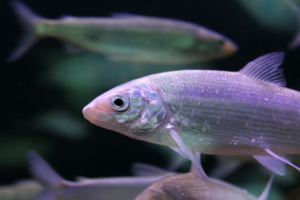 Read more about the article What are the types of white fish?