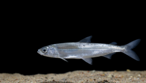 Read more about the article What Type of Fish is Lace Catfish?