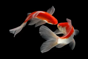 Read more about the article Are koi carp Smart?     (Koi Intelligent)