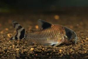 Read more about the article What types of fish are bottom feeders?
