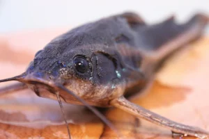 Read more about the article What type of fish is Basa?