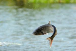Read more about the article Do Koi Eat Tadpoles?