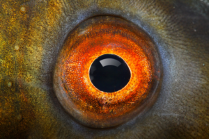 Read more about the article      Can fish see in the dark?