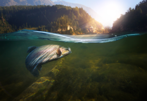 Read more about the article Can fish drown???(yes, No)