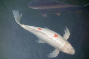 Read more about the article Complete Guide to Asagi Koi (Facts & Pics)