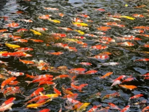 Read more about the article How do koi fish live so long?