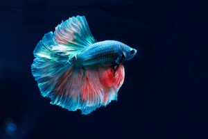 Read more about the article  Can betta fish live without food?