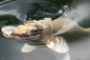 Read more about the article Complete Guide to Ghost Koi (What Are They?)