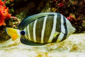Read more about the article How long can fish survive without eating?