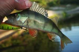 Read more about the article Yellow Perch Fishing Winter Trips