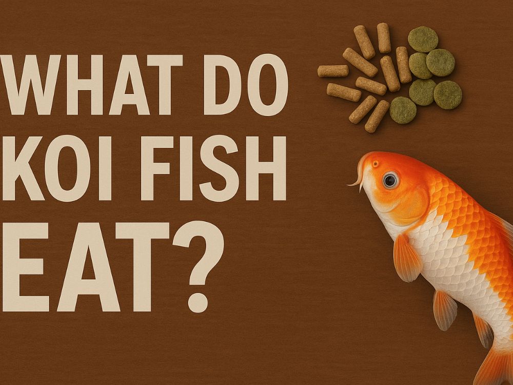 Read more about the article What Do Koi Fish Eat? 7 Steps for American Pond Owners